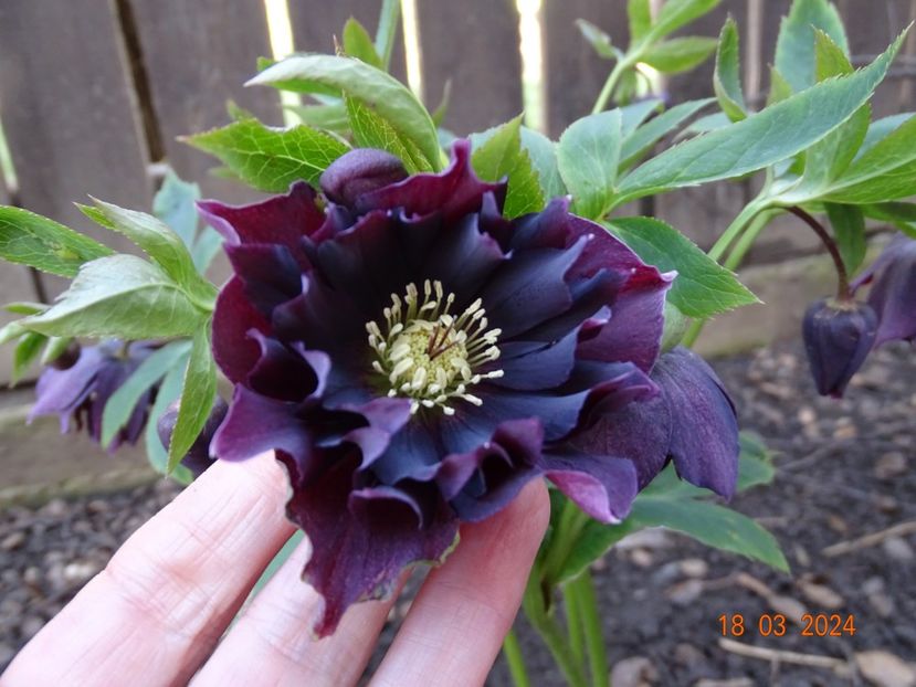 Double Ellen Purple - Helleborus 2024