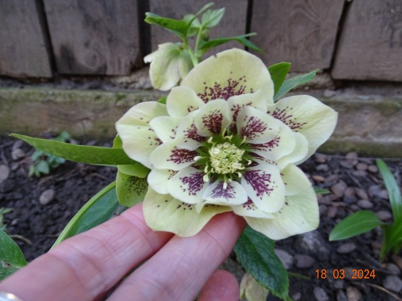 Double Ellen Yellow - Helleborus 2024