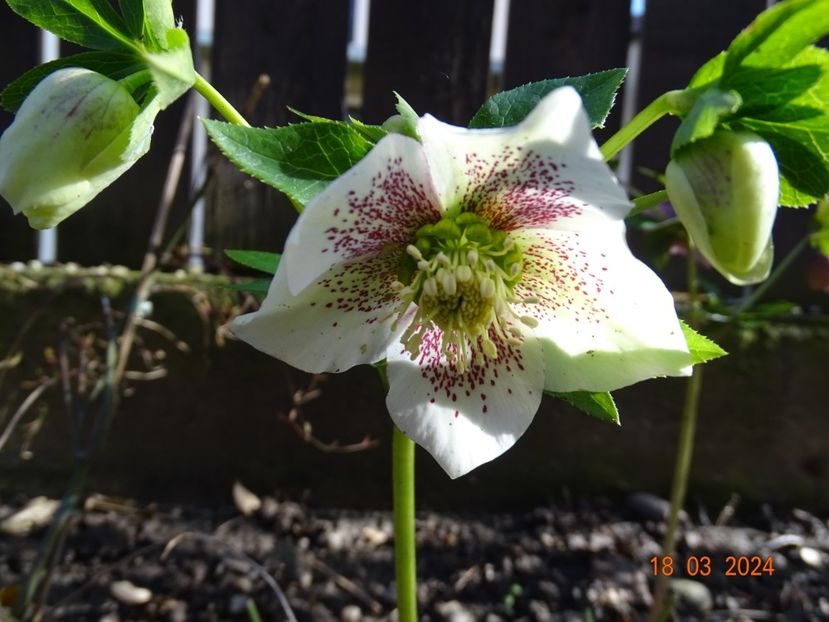 seedling - Helleborus 2024