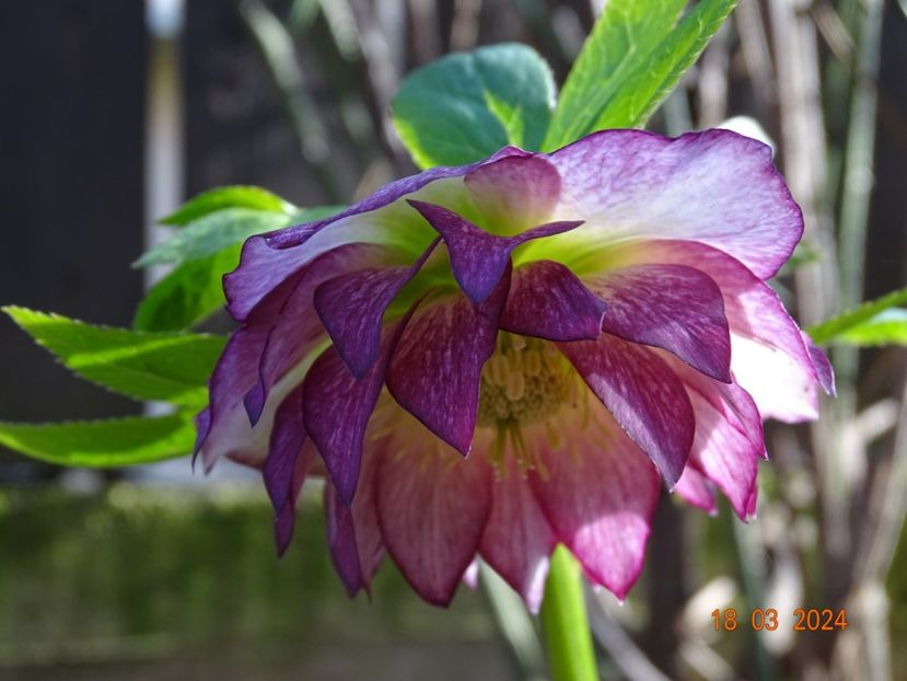 Double Ellen Picotee - Helleborus 2024