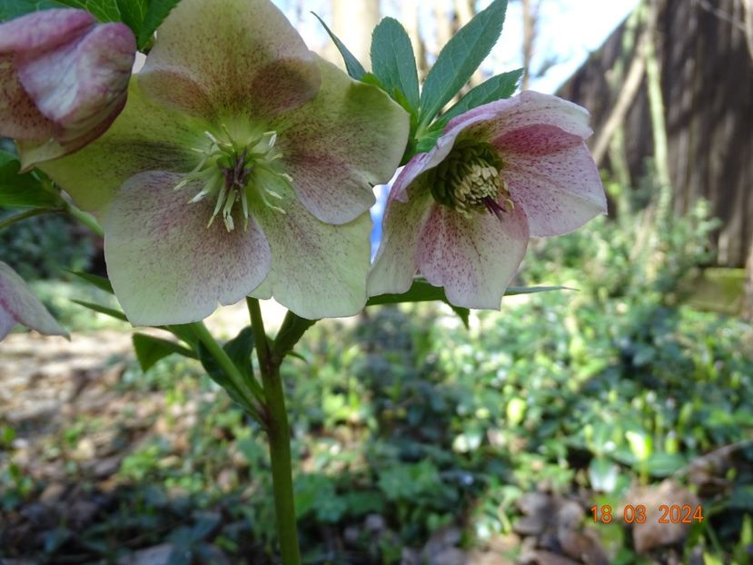 seedling - Helleborus 2024