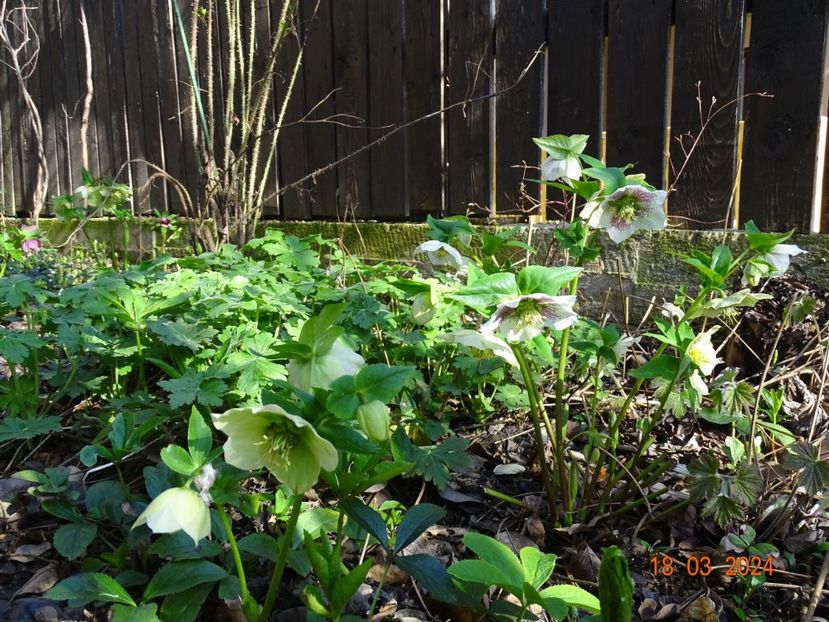 seedling - Helleborus 2024