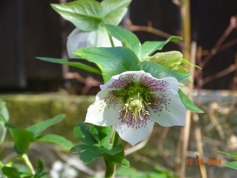 White Spotted - Helleborus 2024