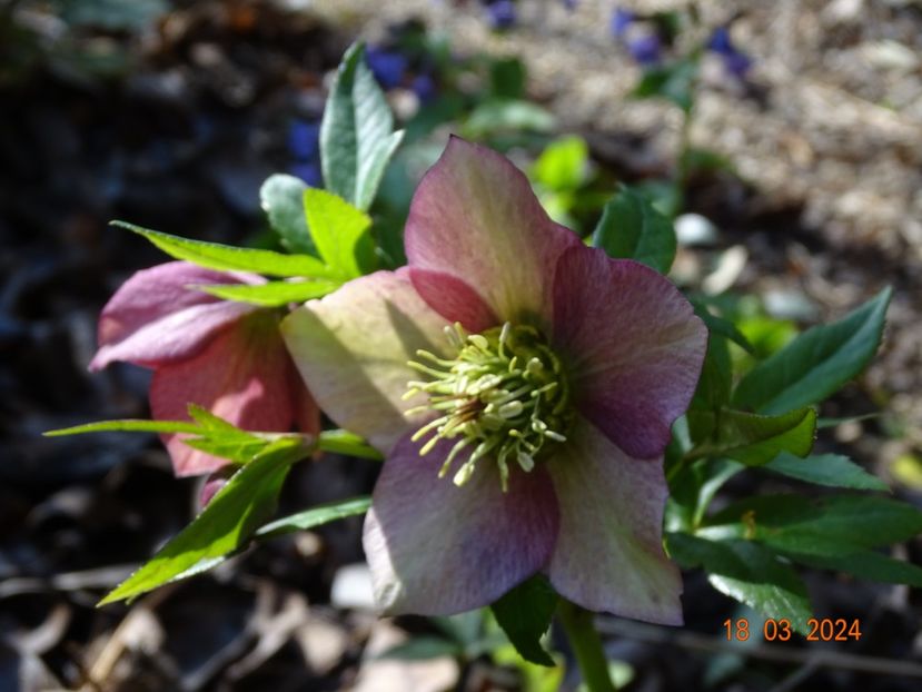 seedling - Helleborus 2024