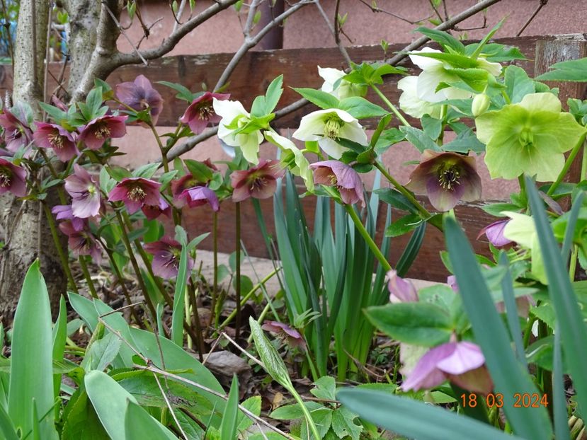 seedling - Helleborus 2024