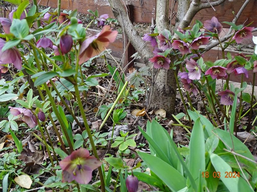 seedling - Helleborus 2024