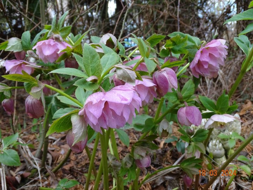 Double Ellen Pink - Helleborus 2024