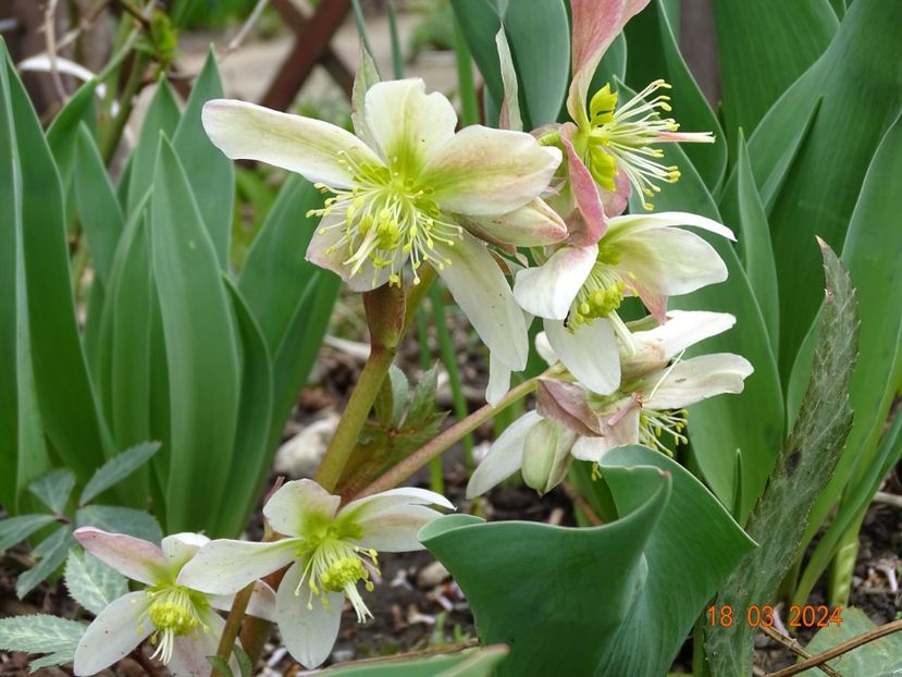 Winter Star - Helleborus 2024
