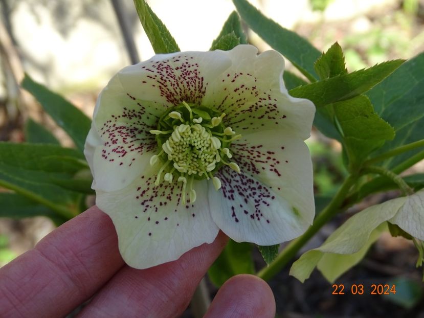 seedling - Helleborus 2024