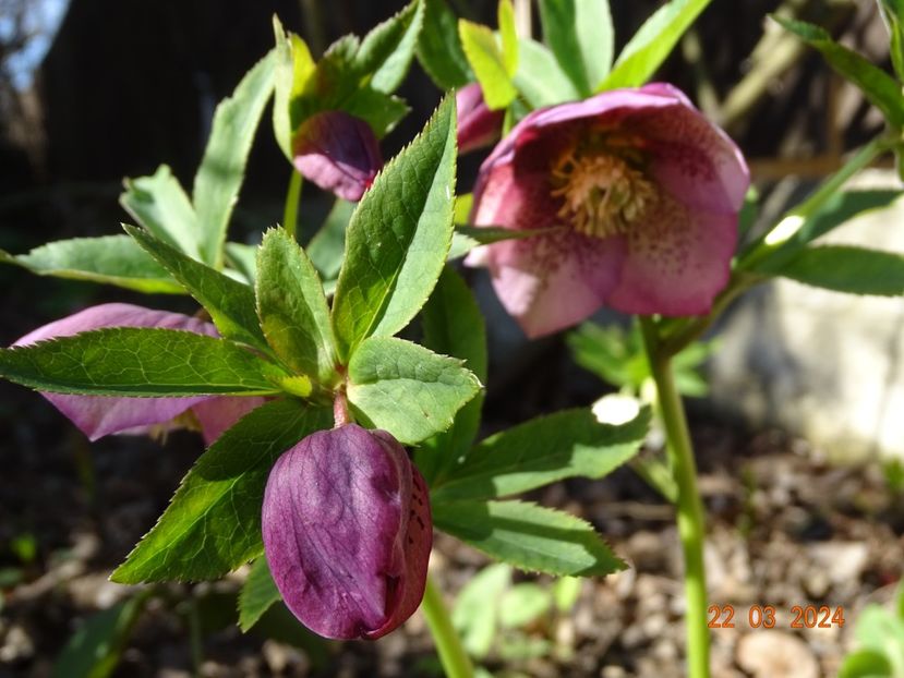 Montsegur - Helleborus 2024