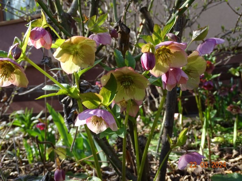seedling - Helleborus 2024