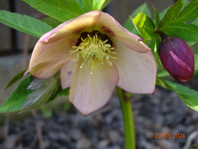Apricot Red Center - Helleborus 2024