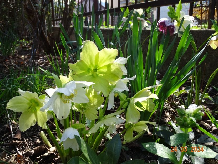 Praecox - Helleborus 2024