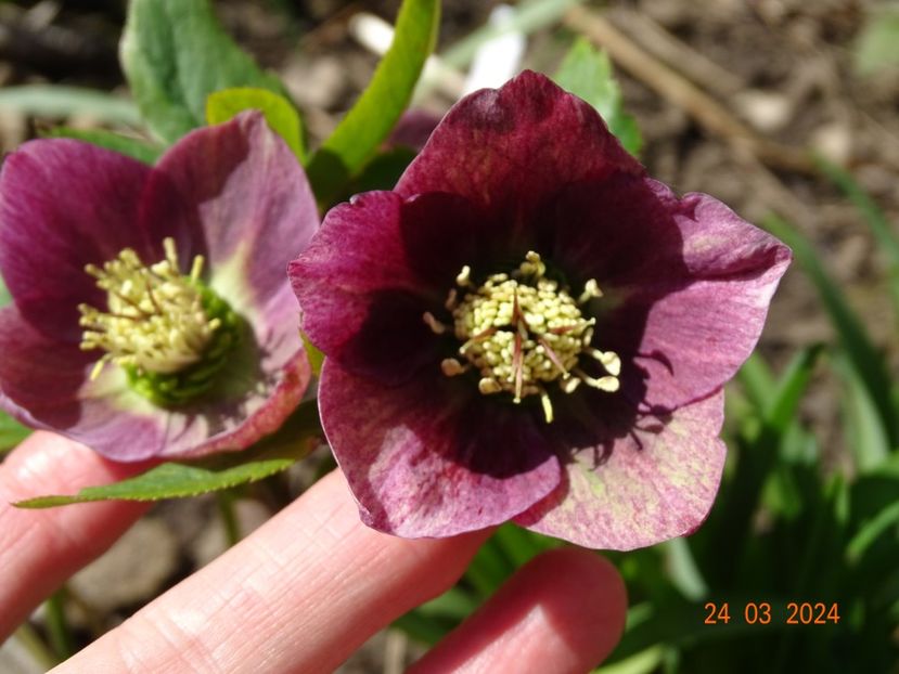 seedling - Helleborus 2024
