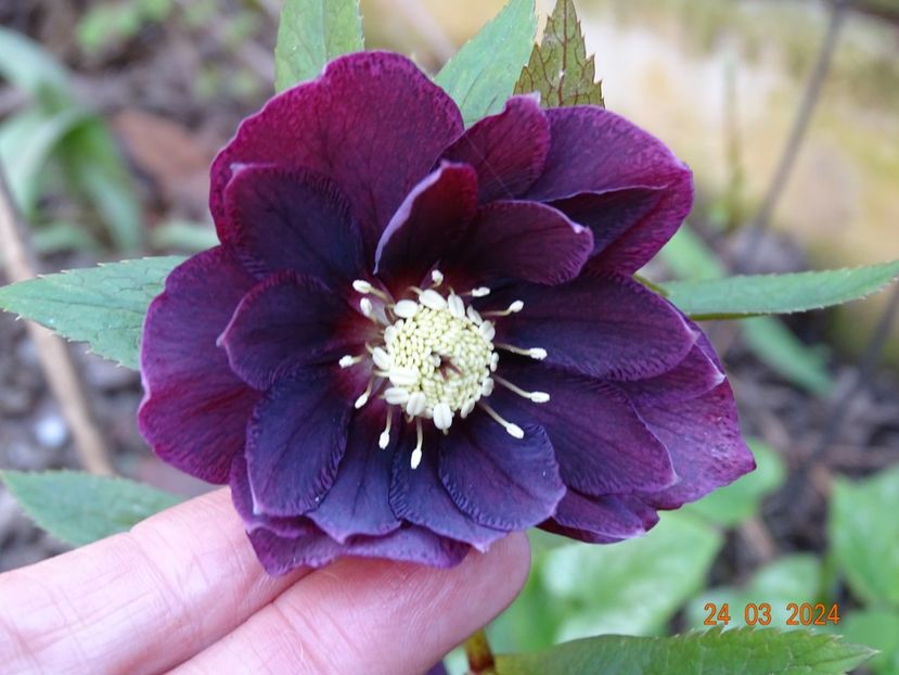 Double Ellen Red - Helleborus 2024