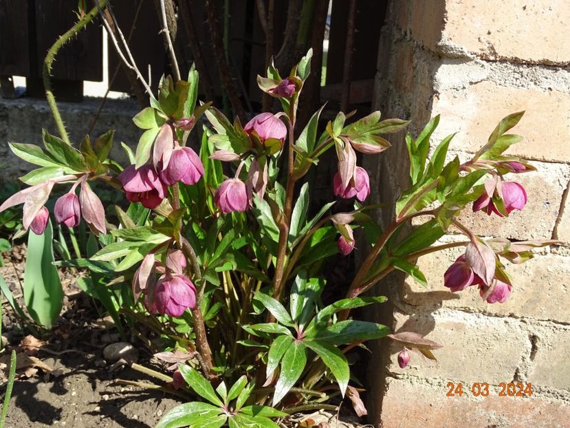 Dacaya - Helleborus 2024