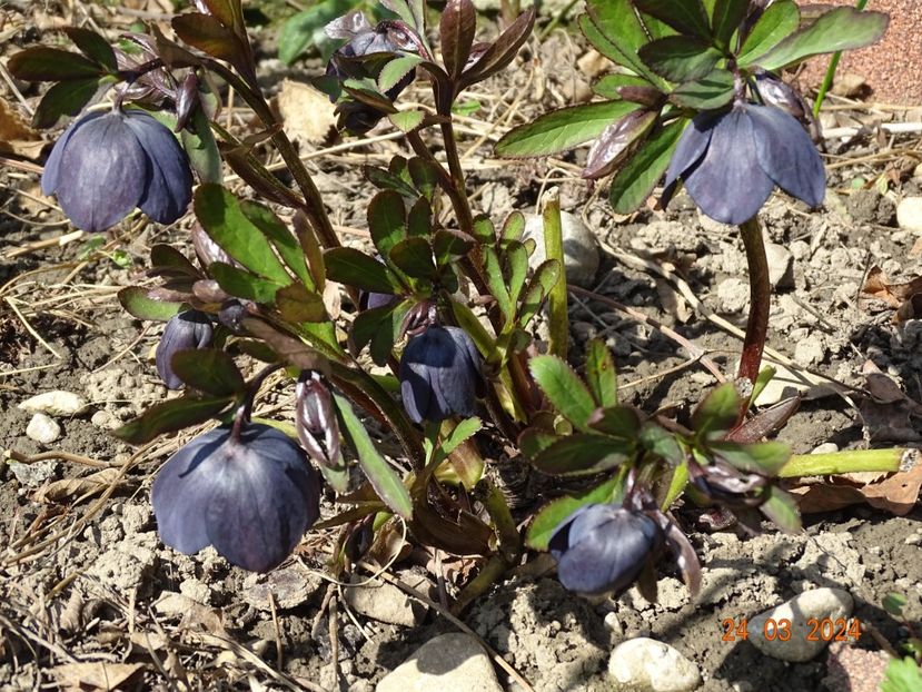 Black Diamond - Helleborus 2024