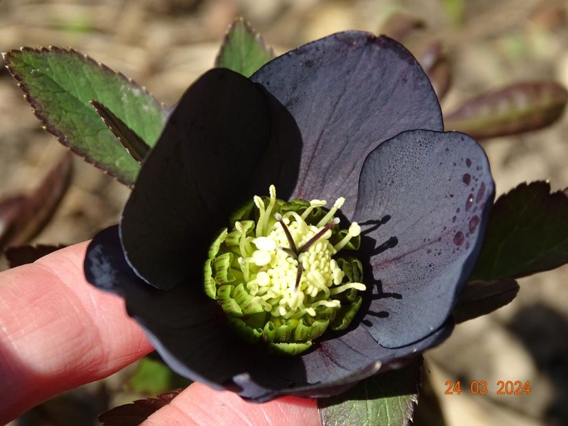 Black Diamond - Helleborus 2024