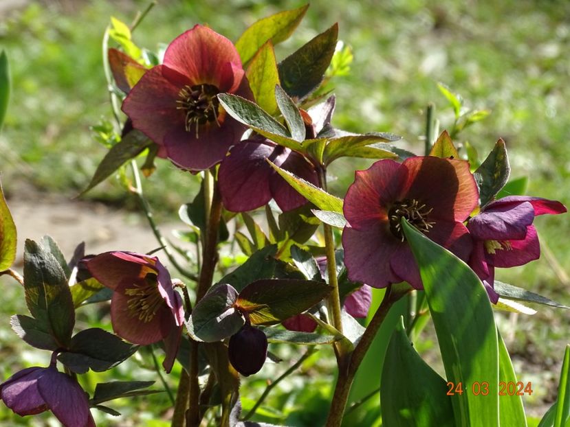 seedling - Helleborus 2024