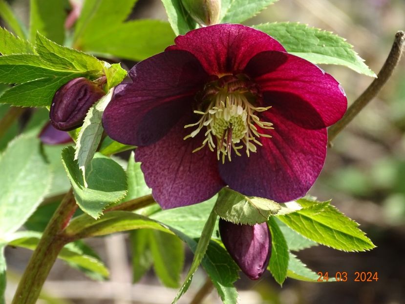 Red Lady - Helleborus 2024