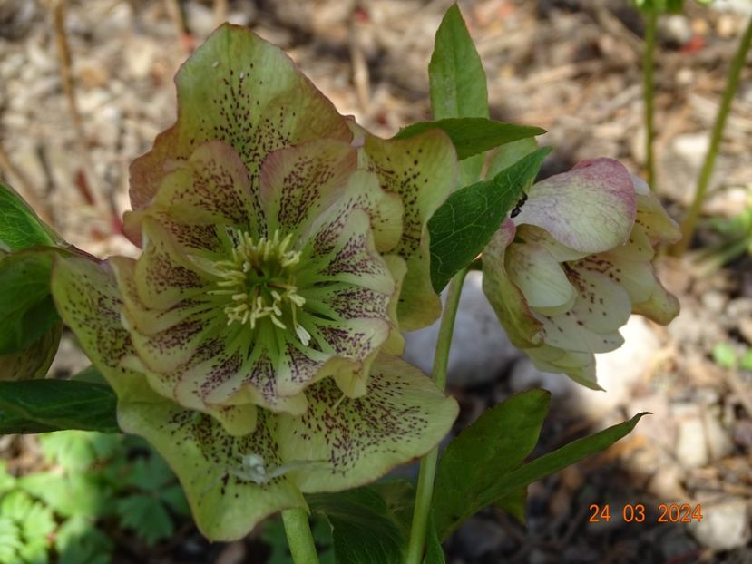 Double Ellen Yellow - Helleborus 2024