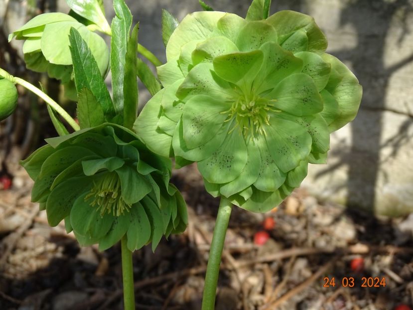 Double Green Spotted - Helleborus 2024