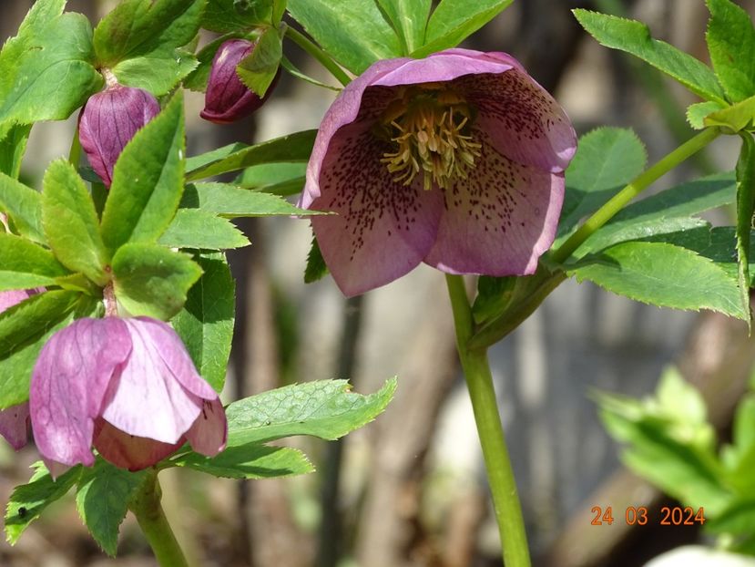 Montsegur - Helleborus 2024