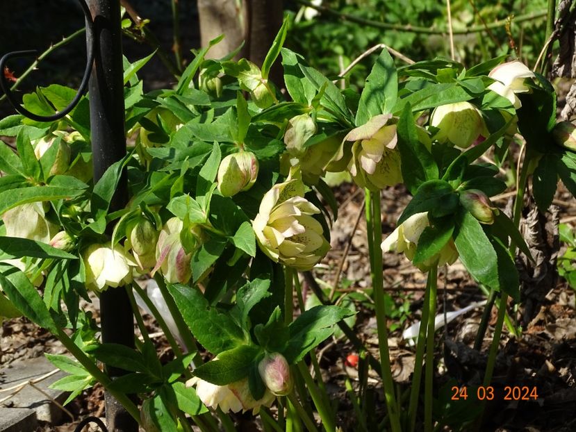 Double White Spotted - Helleborus 2024