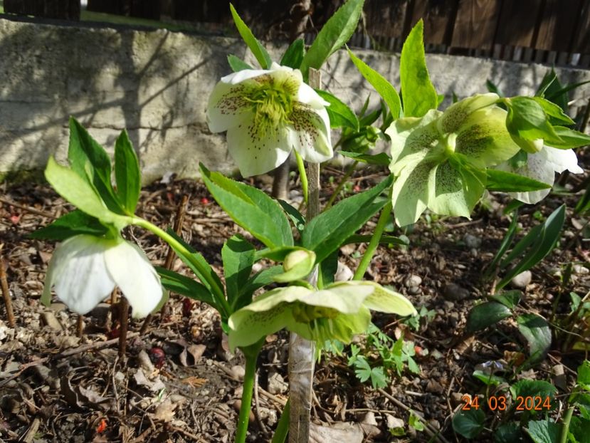 White Spotted - Helleborus 2024