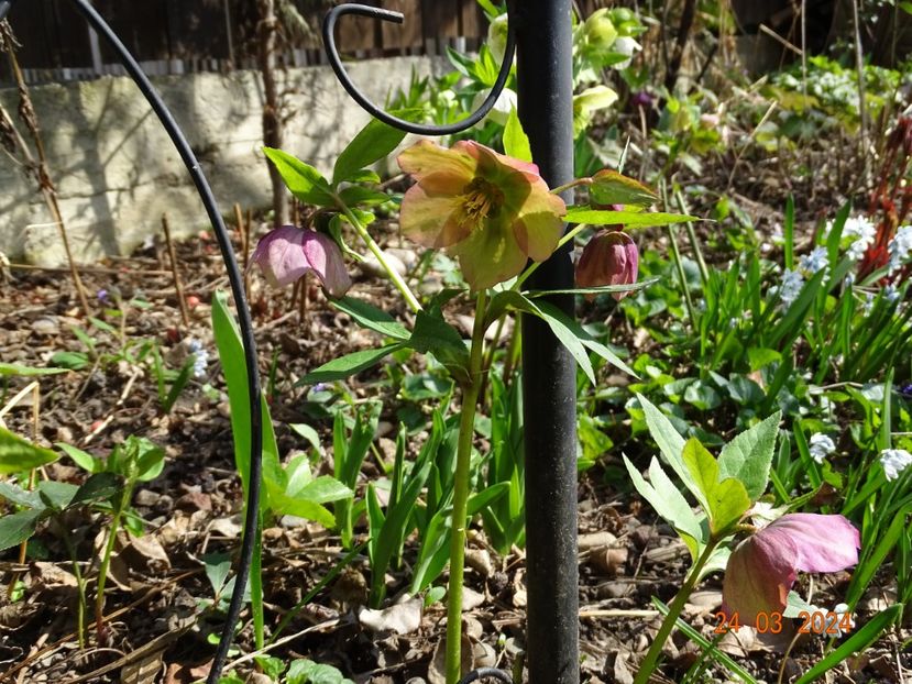 seedling - Helleborus 2024