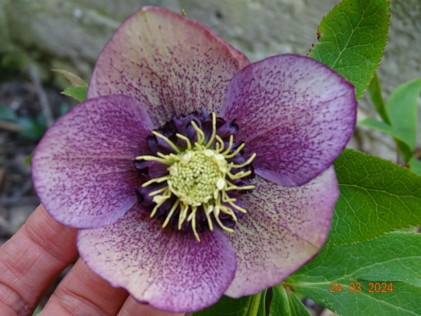 seedling anemona - Helleborus 2024