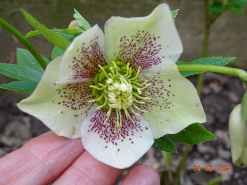 White Spotted - Helleborus 2024