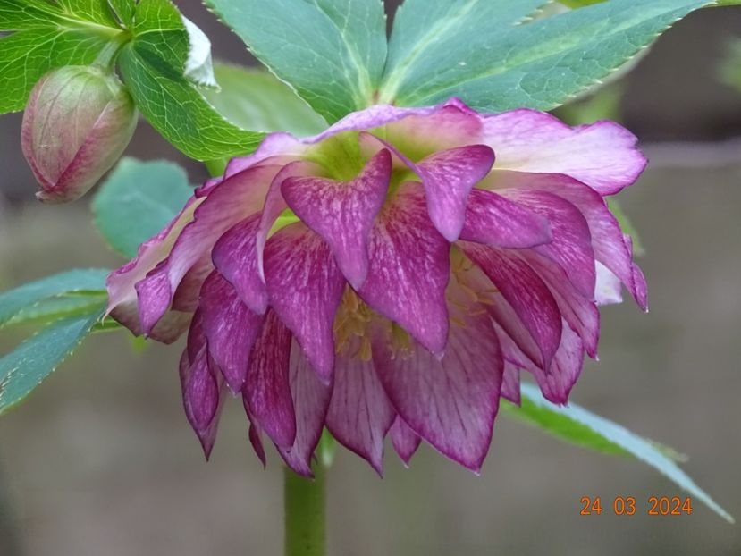 Double Ellen Picotee - Helleborus 2024