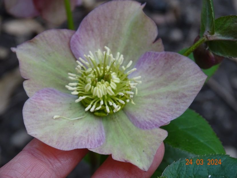 seedling - Helleborus 2024