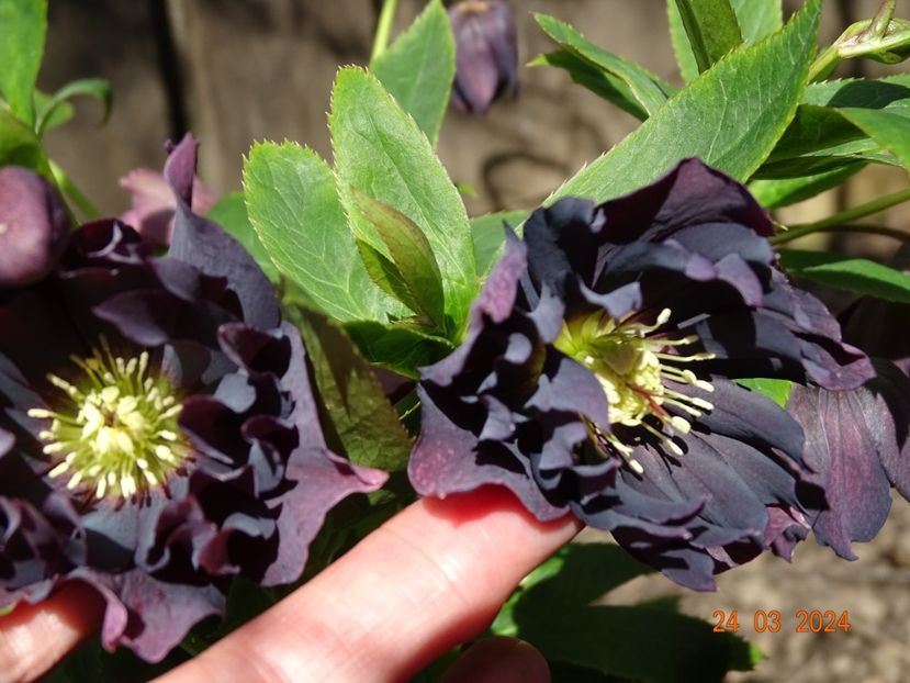 Double Ellen Purple - Helleborus 2024