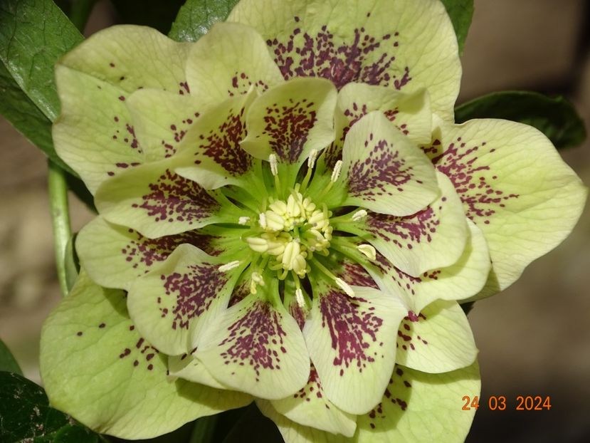 Double Ellen Yellow - Helleborus 2024
