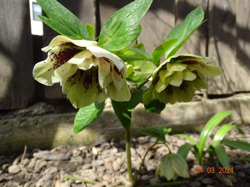 Double Ellen Yellow - Helleborus 2024