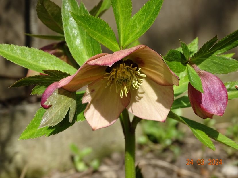 Apricot Red Center - Helleborus 2024