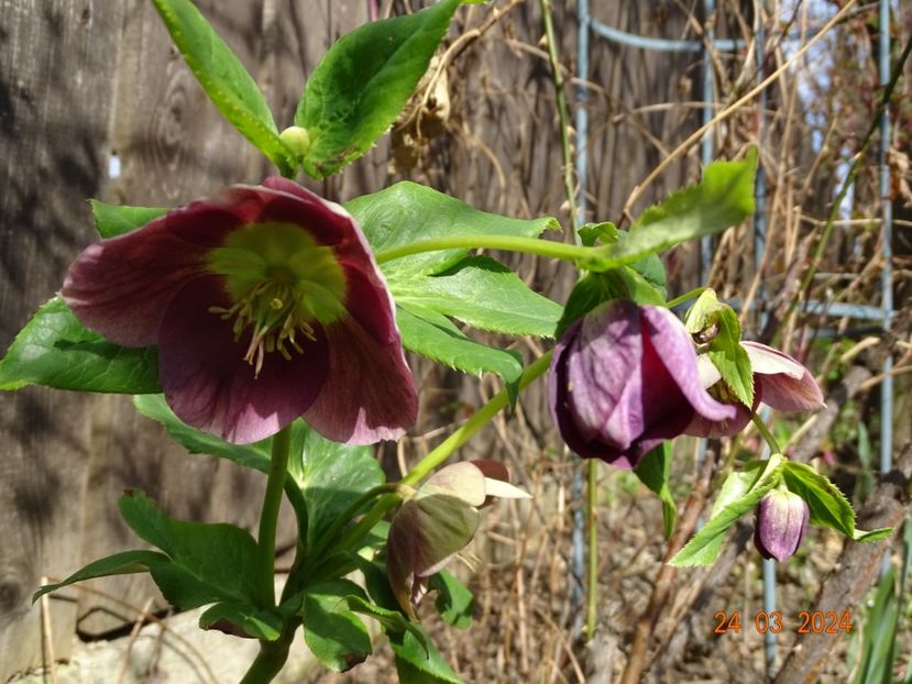 in loc de Anemone Yellow - Helleborus 2024