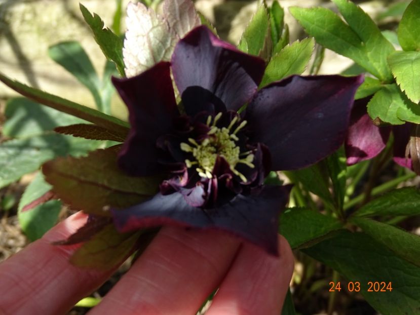 Aubergine anemona - Helleborus 2024