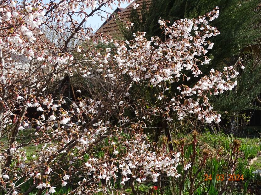  - Copacei si arbusti 2024