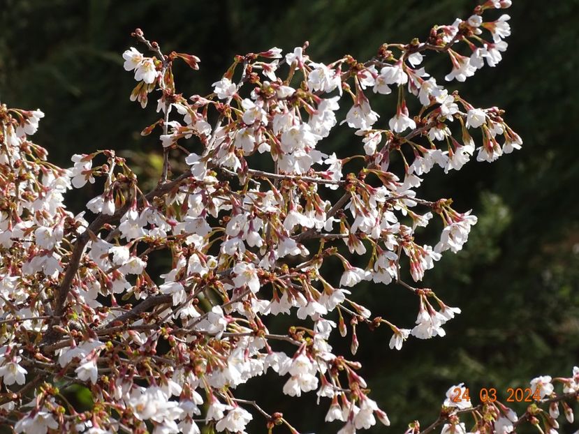  - Copacei si arbusti 2024