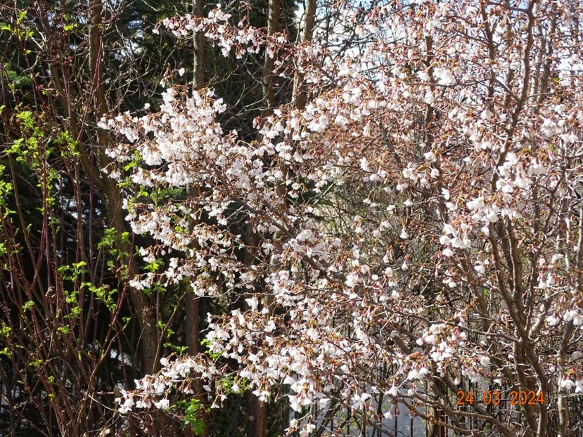  - Copacei si arbusti 2024