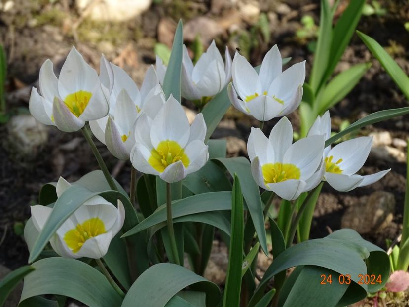 tulipa polychroma - Primavara 2024