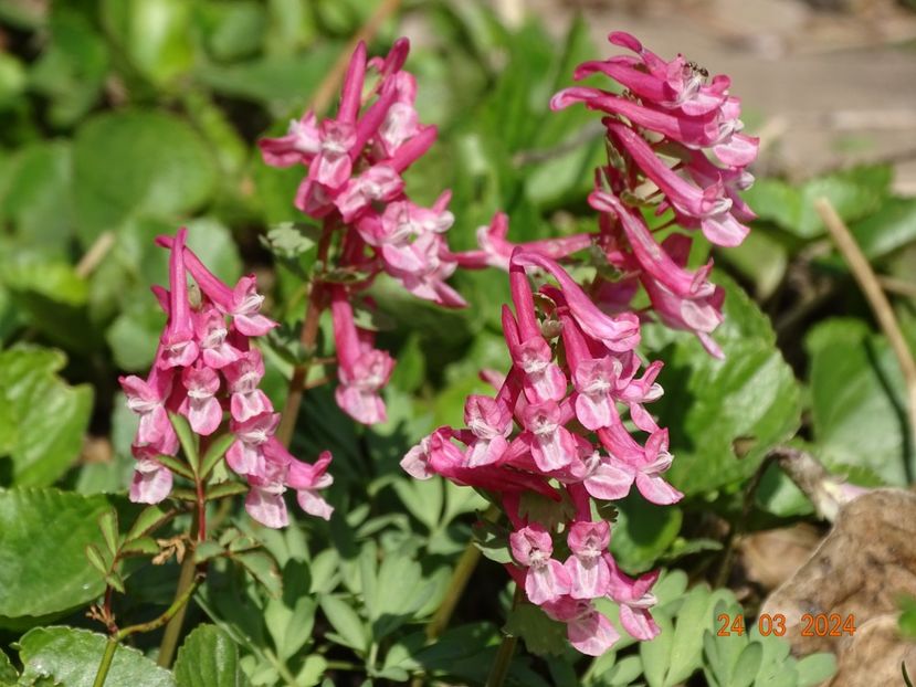 corydalis solida Beth Evans - Primavara 2024