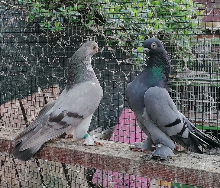 F + M - Cioc scurt de Berlin 2022