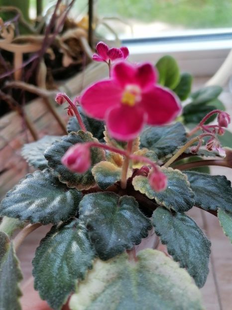  - Mac s Scorching Sun