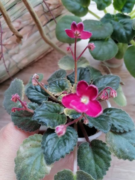  - Mac s Scorching Sun