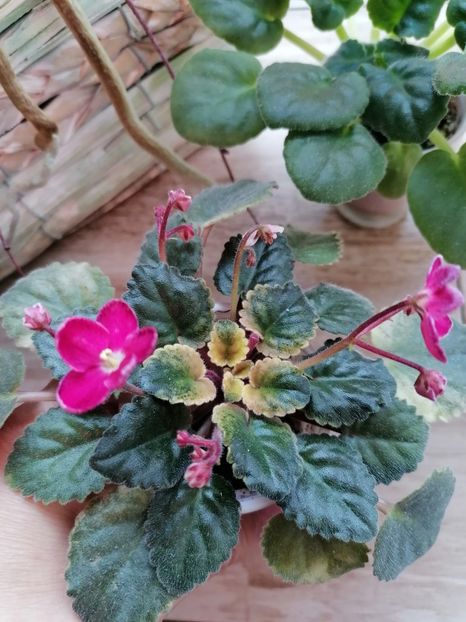  - Mac s Scorching Sun