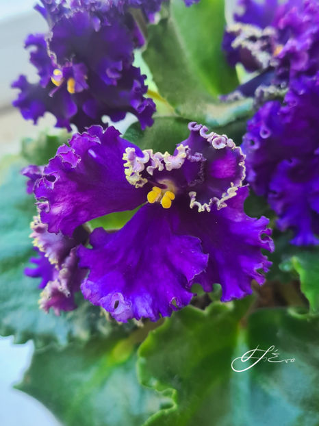  - Optimara Ever Special